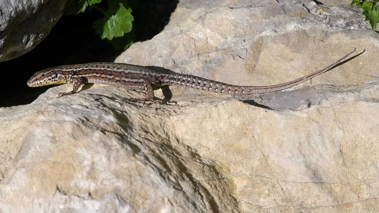 Lézard des murailles photographié près de Chambéry