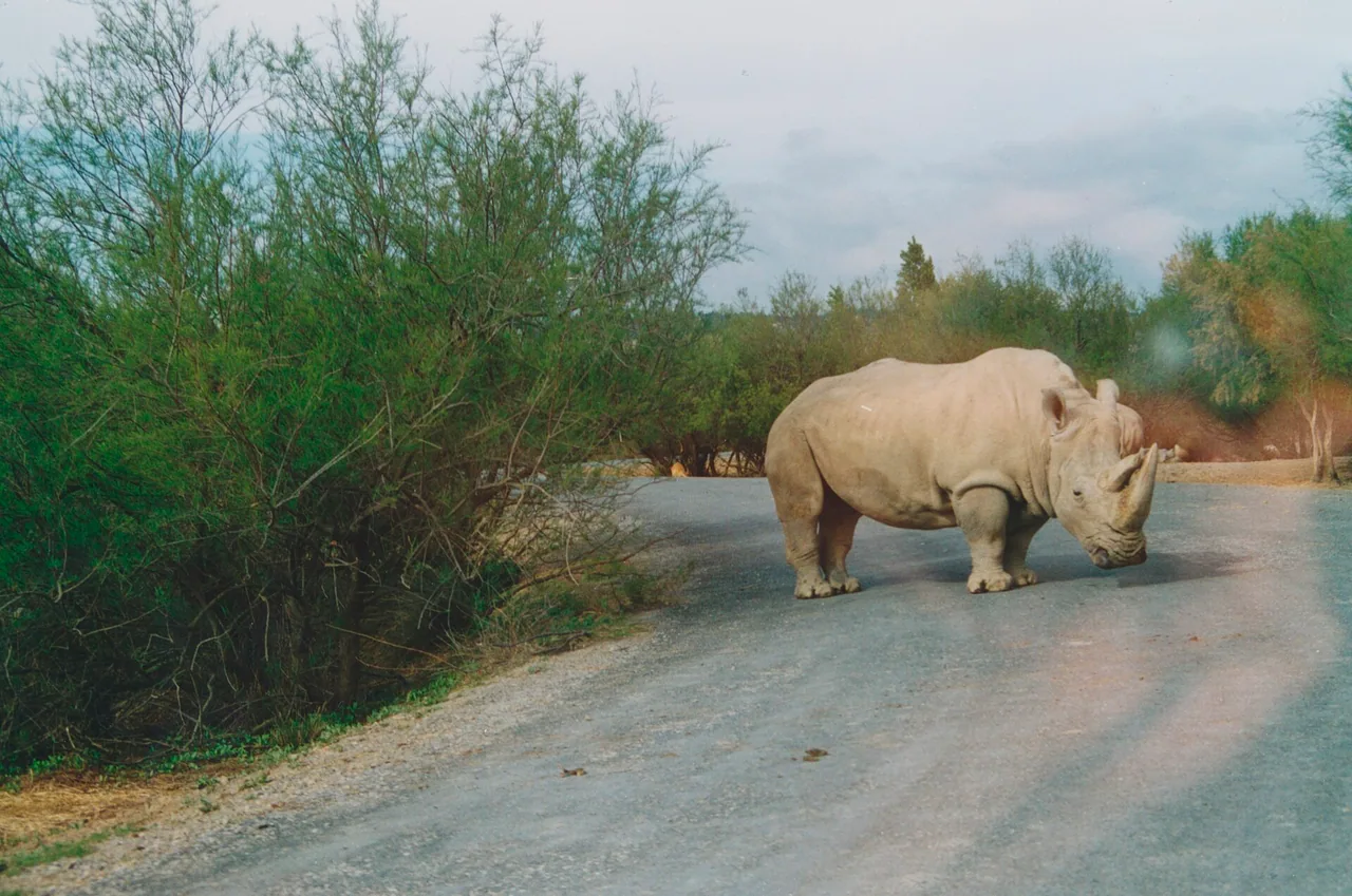 Un rhinocéros au milieu de la voie réservée aux voitures dans la Réserve Africaine de Sigean