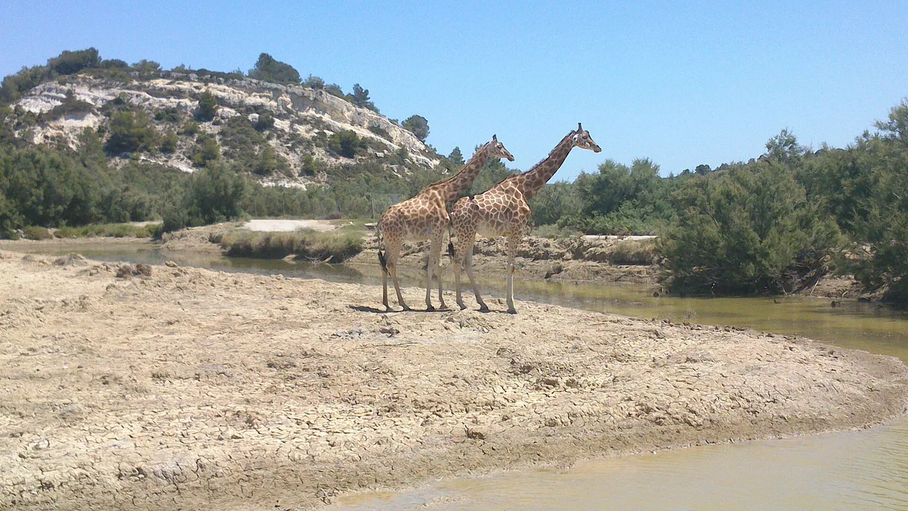 Des girafes dans la Réserve Africaine de Sigean