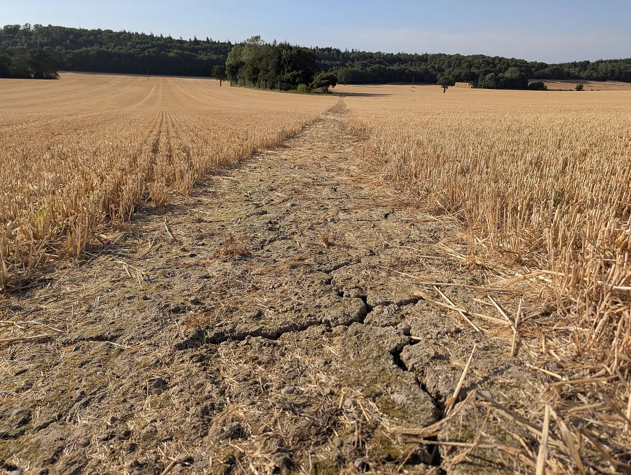 Sol sec et craquelé dans un champ en période de sécheresse