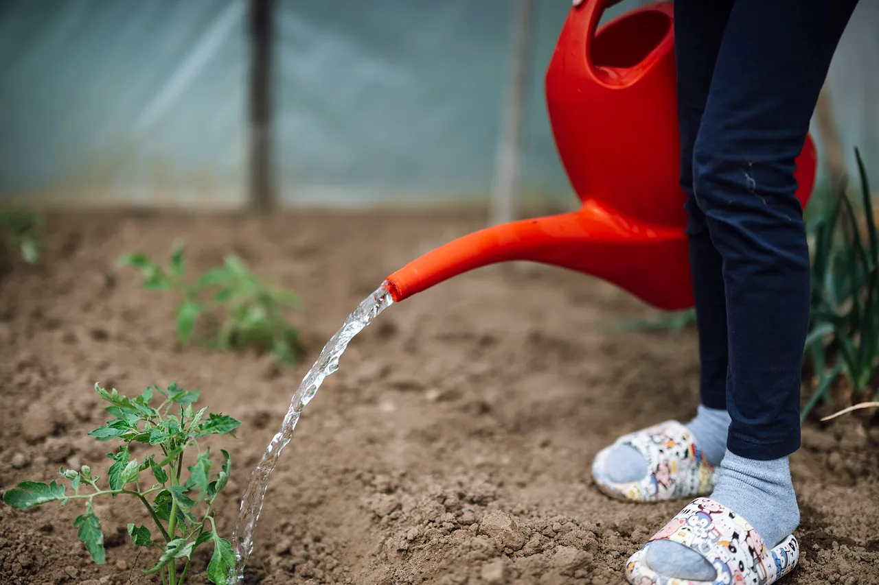Enfant arrosant des plants de tomates avec un arrosoir dans un potager