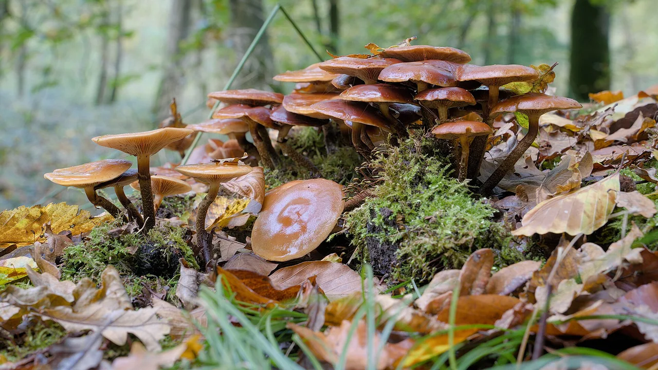 Champignons poussant sur le sol d'une forêt des Hauts-de-France en automne
