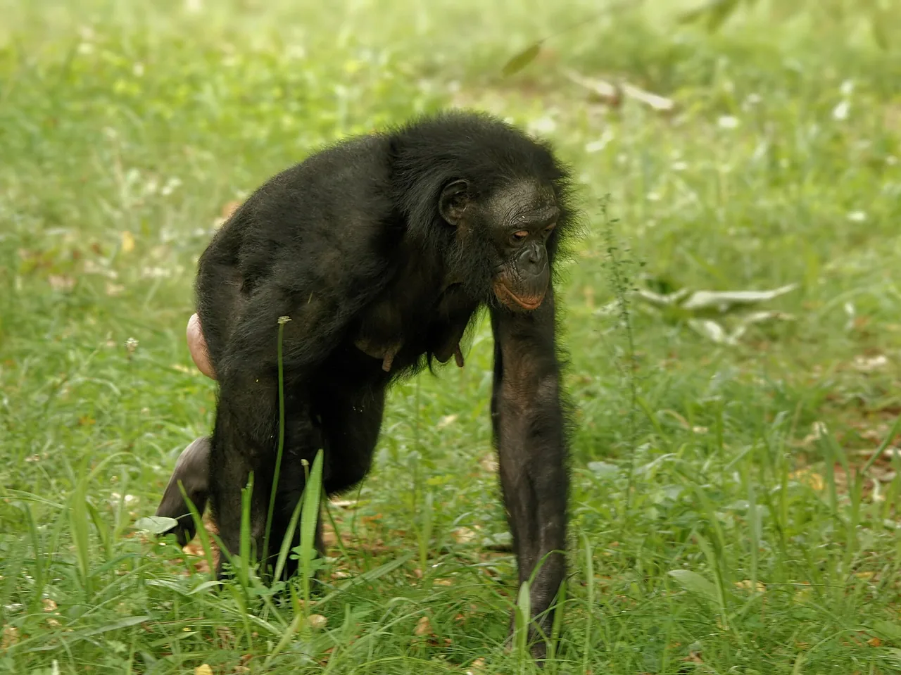 Bonobo femelle à la Vallée des Singes de Romagne