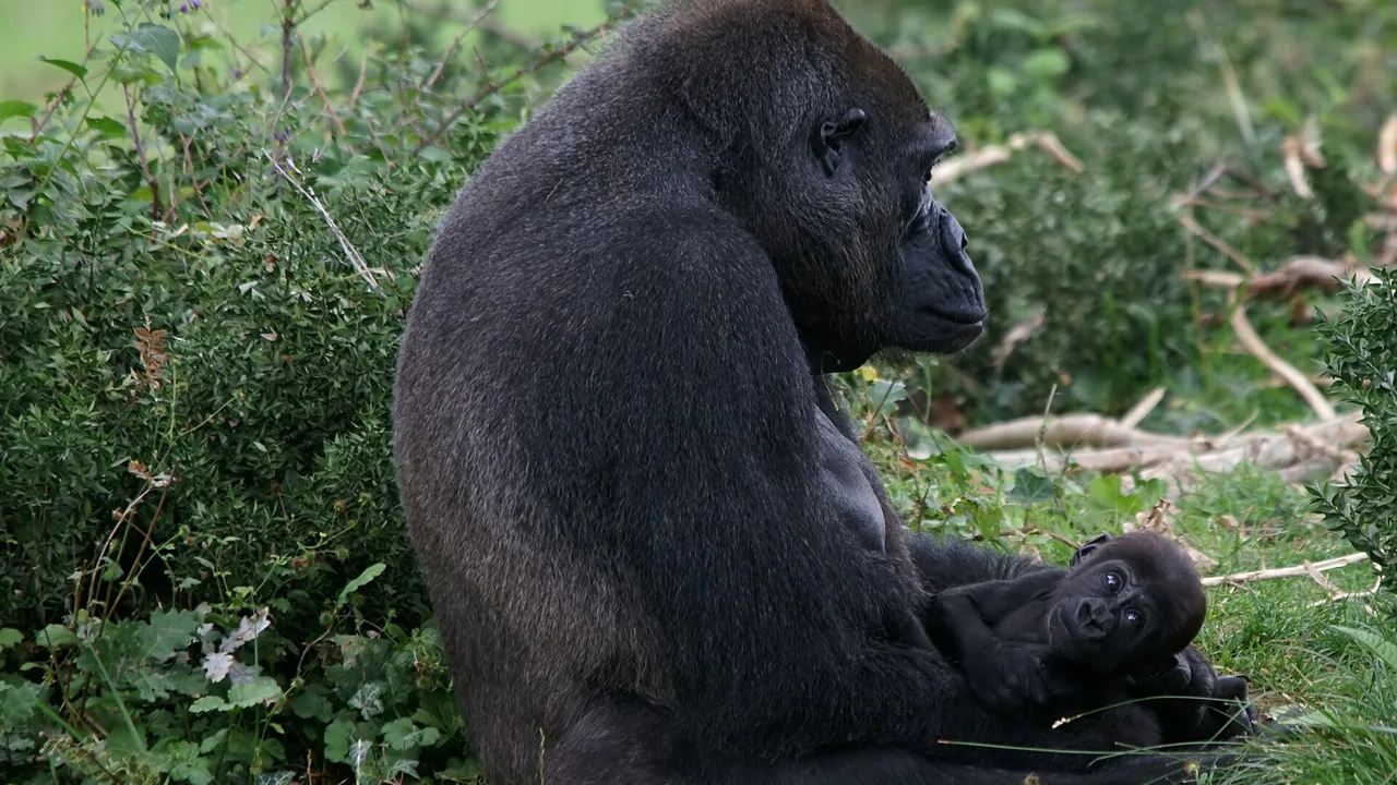 Gorille femelle avec son petit à la Vallée des Singes de Romagne