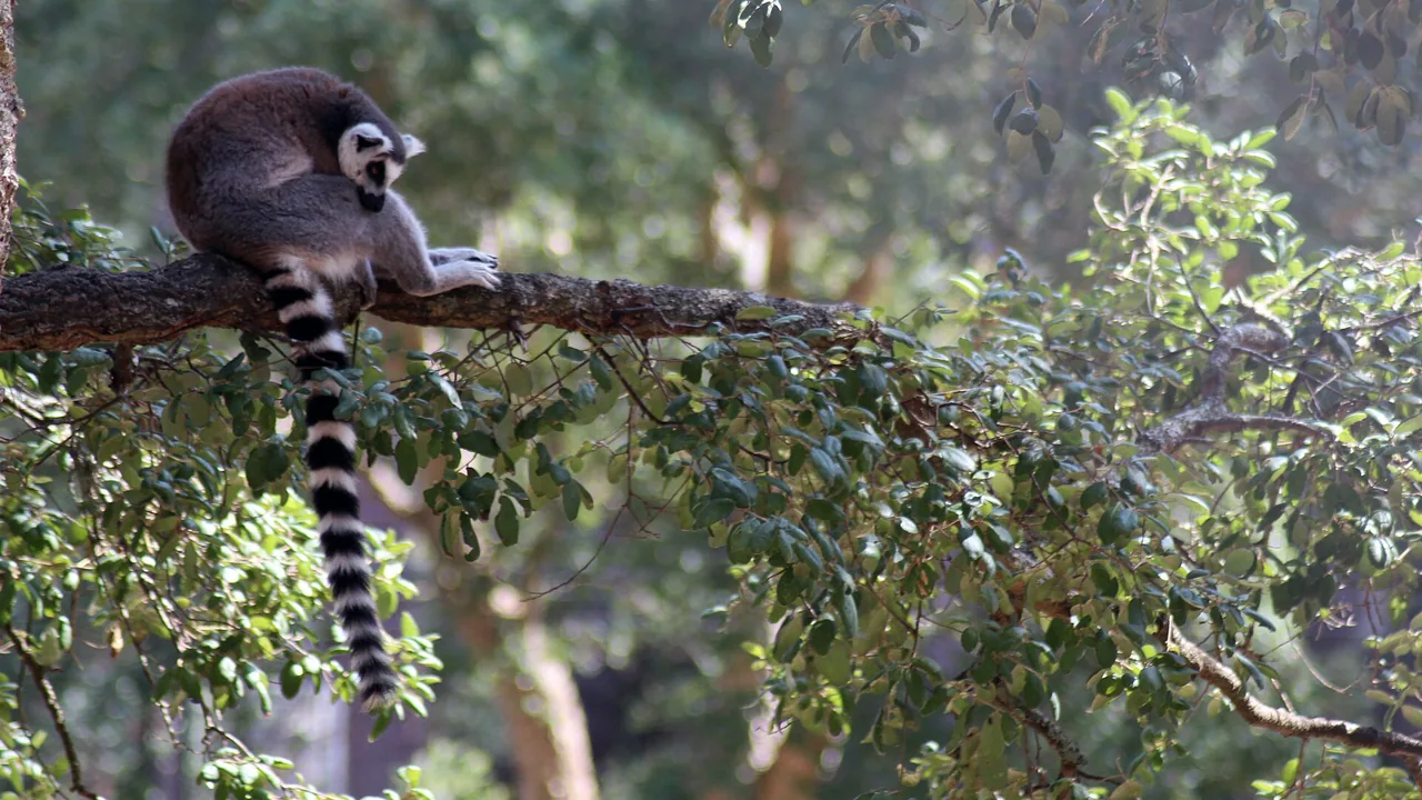 Maki catta photographié au Zoo de Labenne dans les Landes