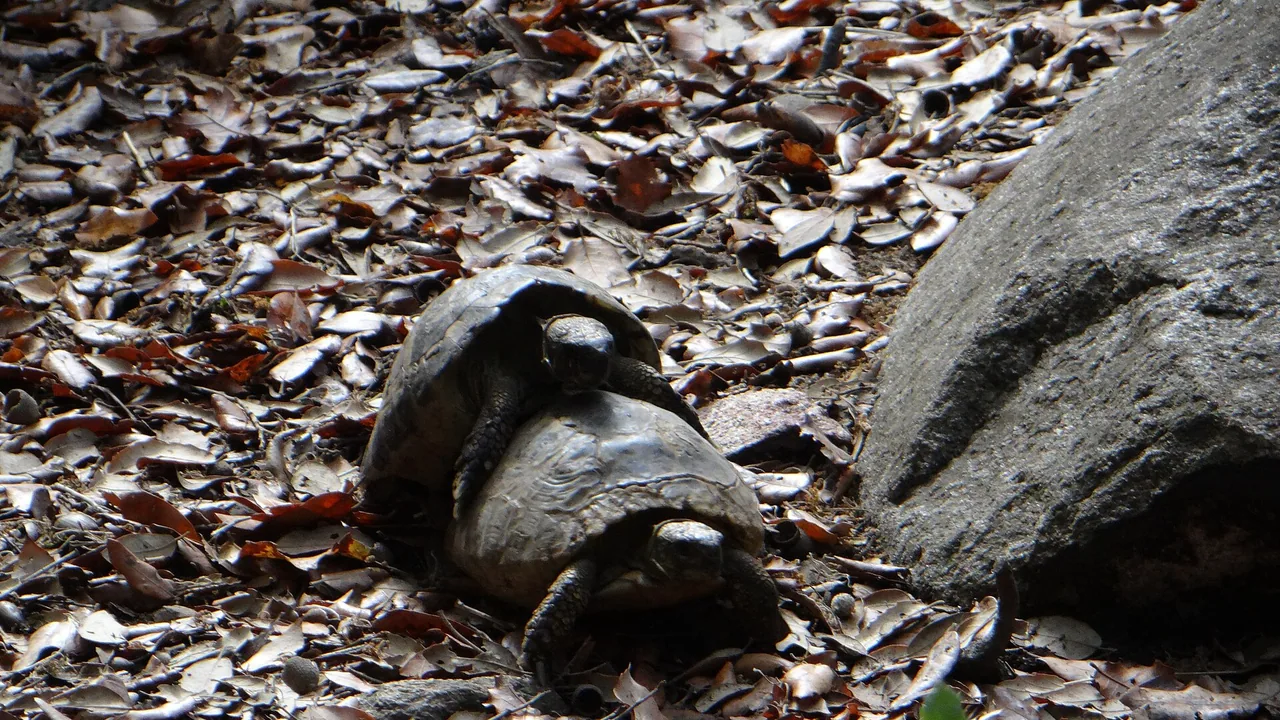 Tortue d'Hermann occidentale photographiée au parc A Cupulatta