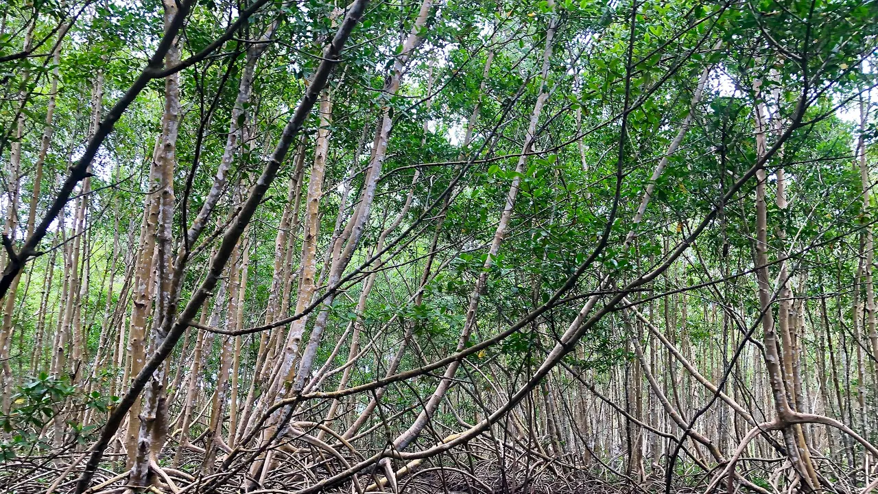 Palétuviers et racines dans la mangrove de Sainte-Rose en Guadeloupe, sans embarcation visible