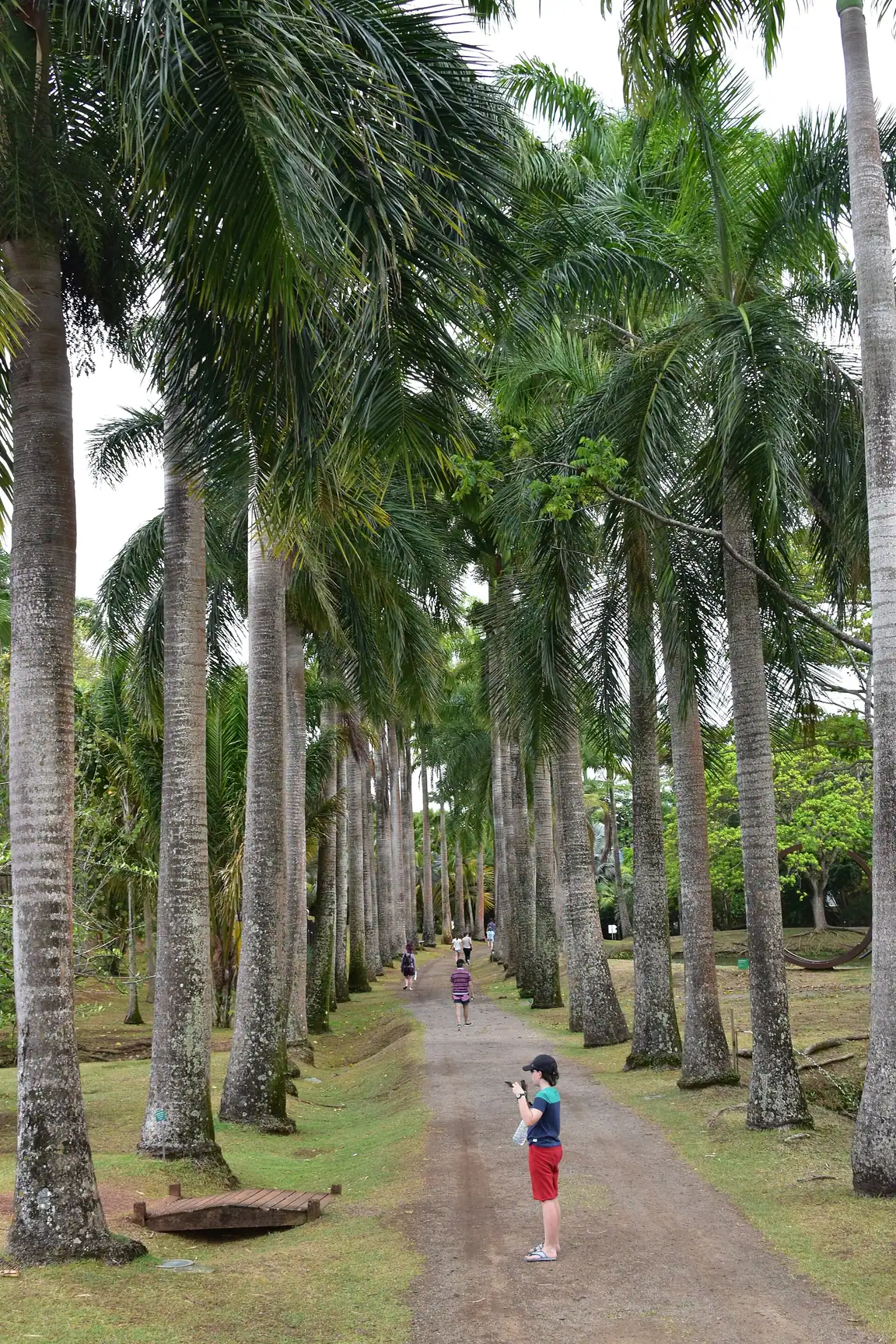 Allée bordée d'arbres dans les jardins de l'Habitation Clément en Martinique