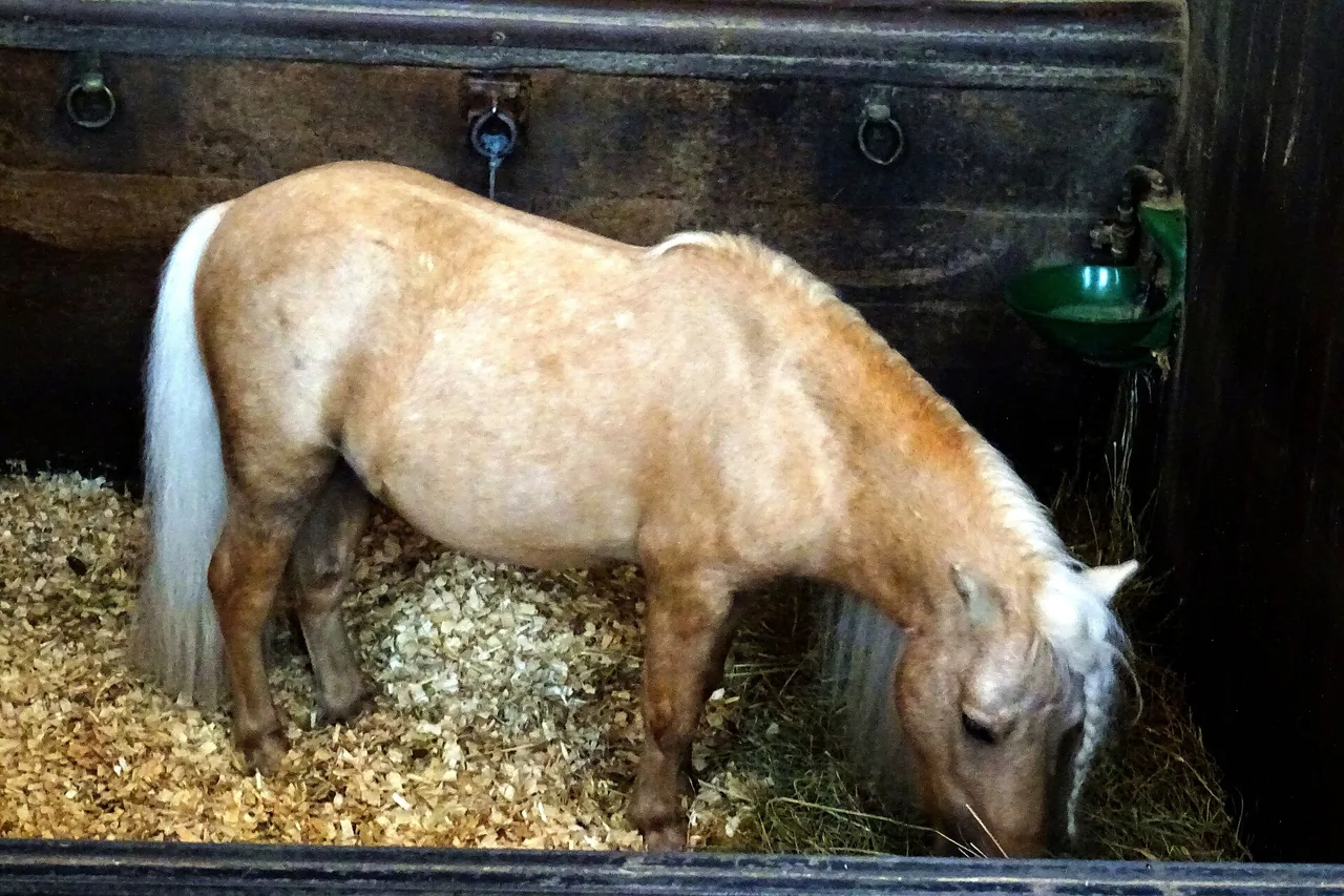 Poney Shetland dans son box aux Grandes Écuries de Chantilly