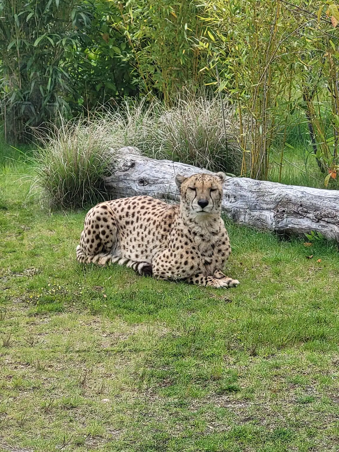 Guépard photographié au Zoo de La Flèche en mai 2025, hors animations d'Halloween 2026.