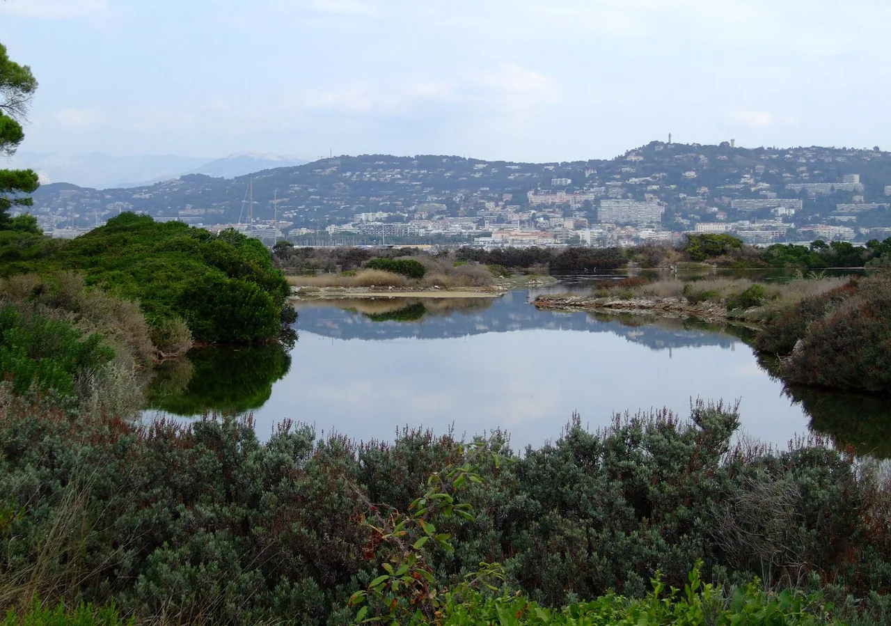 Étang du Batéguier sur l'île Sainte-Marguerite, avec Cannes à l'arrière-plan