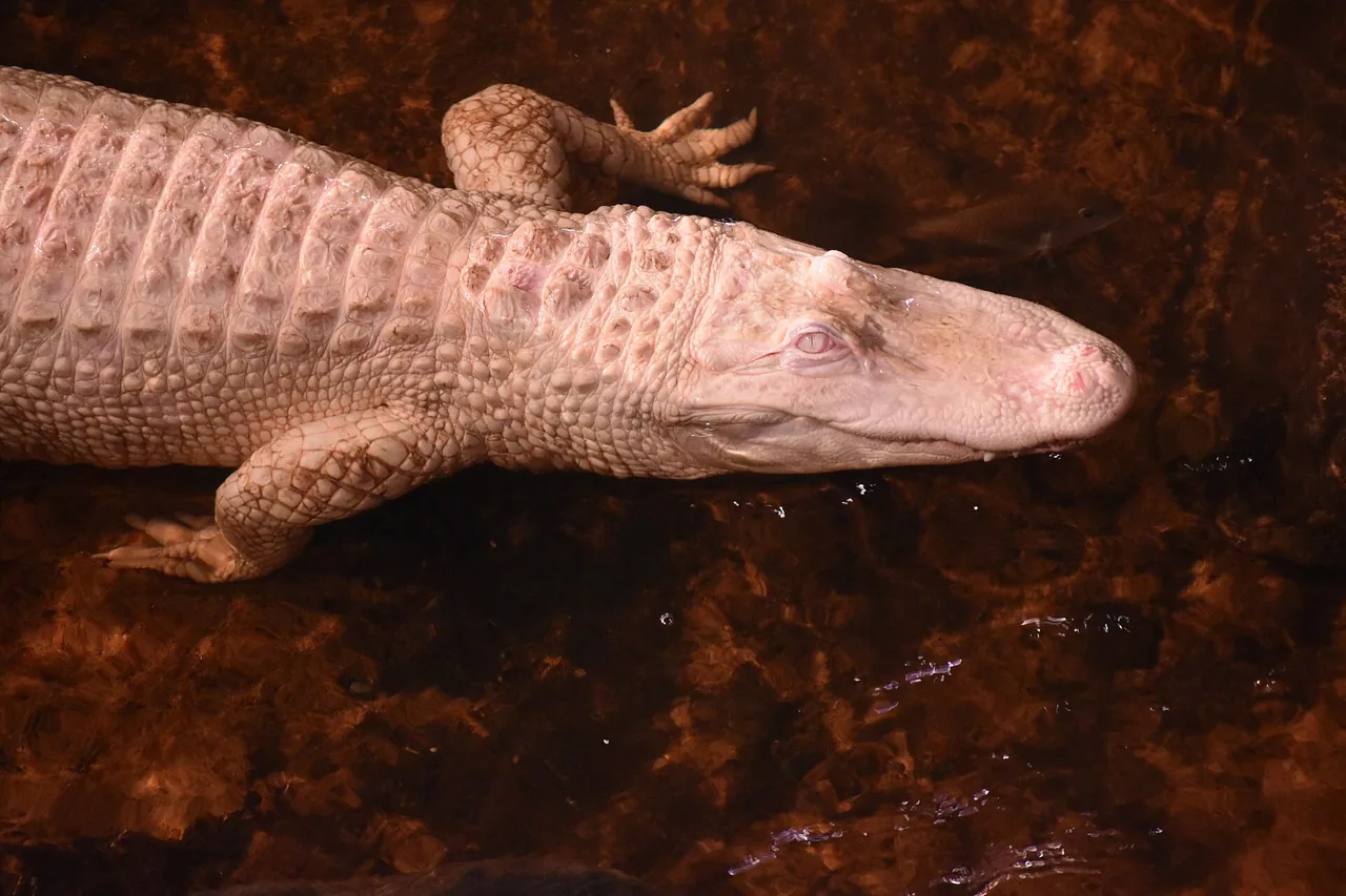 Alligator du Mississippi albinos photographié en 2021 à l'Aquarium tropical du Palais de la Porte Dorée à Paris.