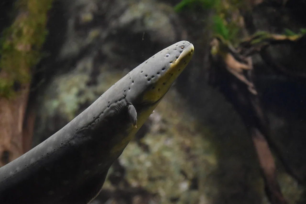 Anguille électrique photographiée dans un bassin de l'Aquarium tropical de la Porte Dorée en octobre 2021.
