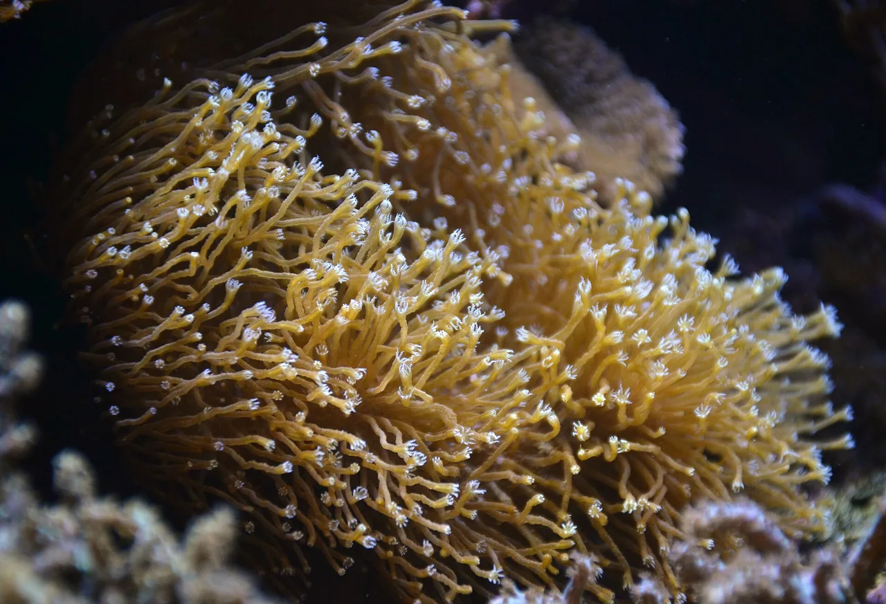 Corail cuir du genre Sarcophyton photographié en 2016 dans l'Aquarium tropical du Palais de la Porte Dorée.