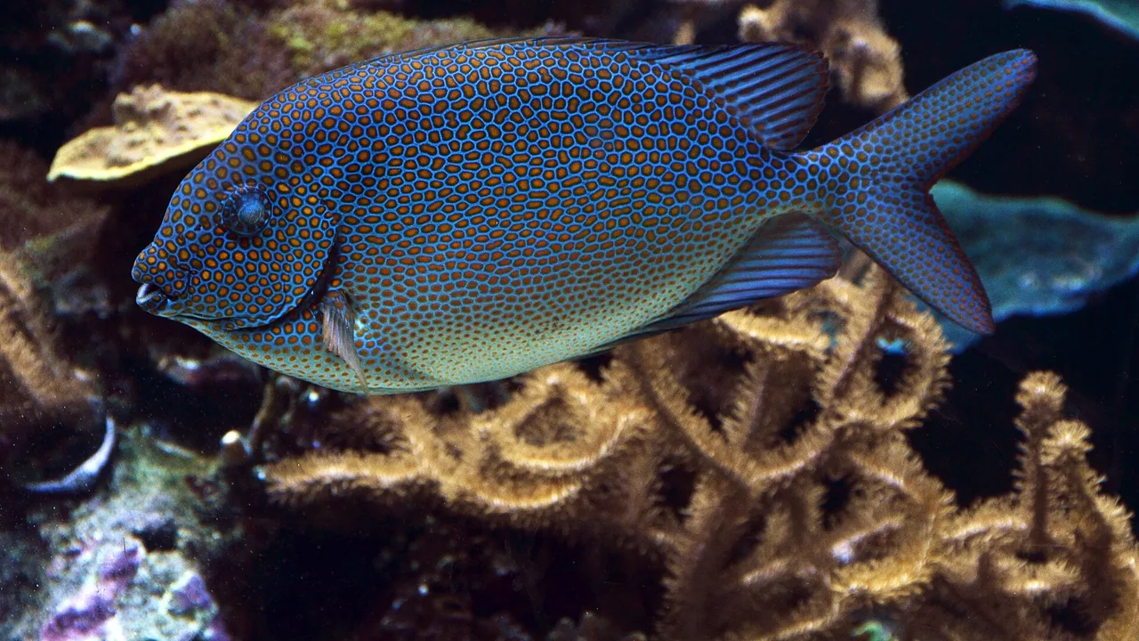 Poisson photographié en avril 2016 dans un bassin de l'Aquarium tropical du Palais de la Porte Dorée à Paris.