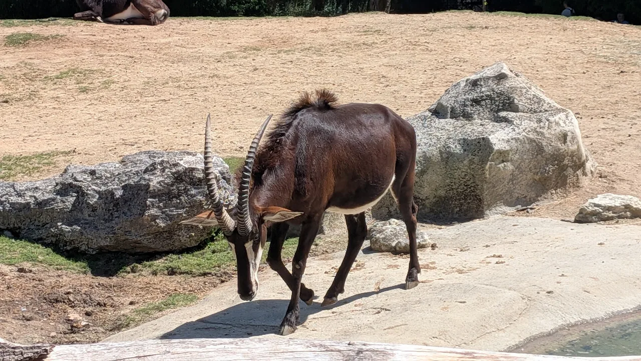 Hippotragues noirs au ZooParc de Beauval en août 2026, sans représenter les installations de MonstroZoo.
