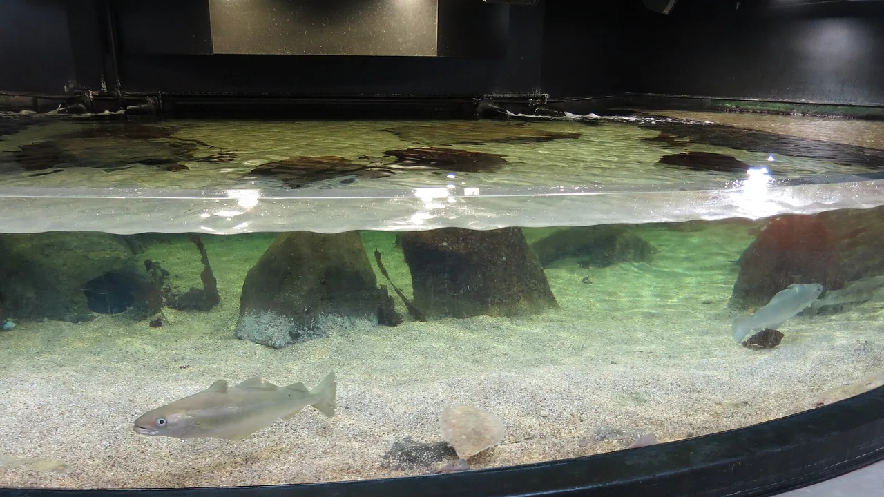 Bassin de l’aquarium Nausicaá à Boulogne-sur-Mer, photographié en 2024