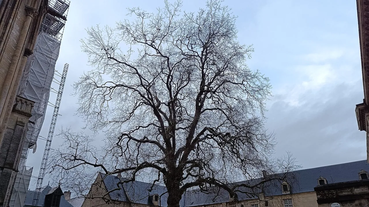 Arbre de la Liberté sur la place de la Liberté à Bayeux, photographié hors période de Noël