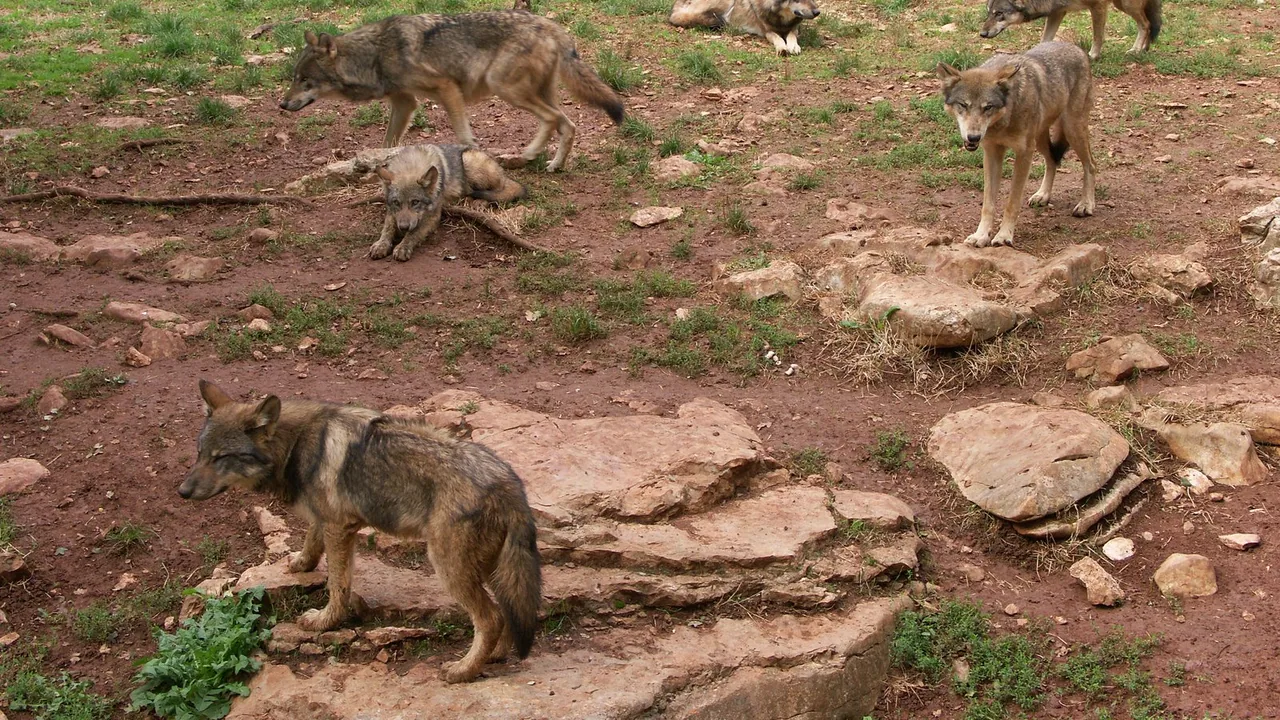 Meute de loups photographiée au parc animalier de Gramat, dans le Lot