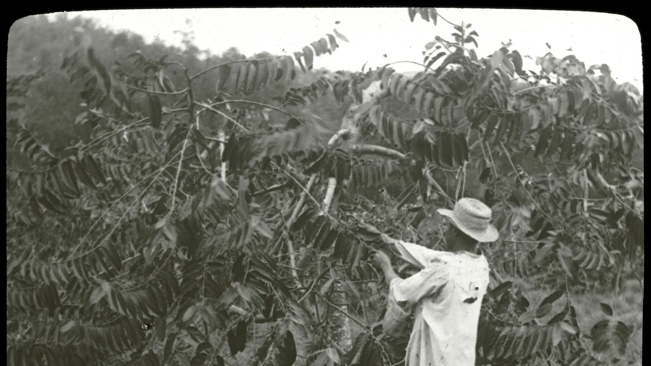 Cueillette de l'ylang-ylang à Mayotte