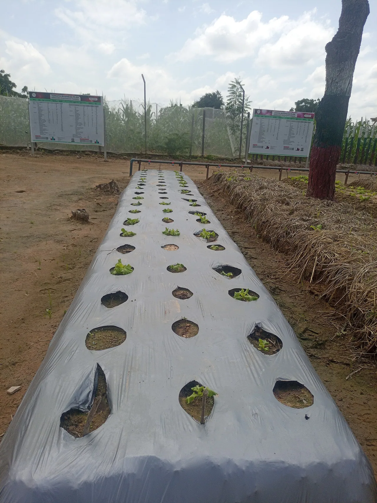 Rang de plants de laitue avec paillage sur le sol pour limiter l'évaporation