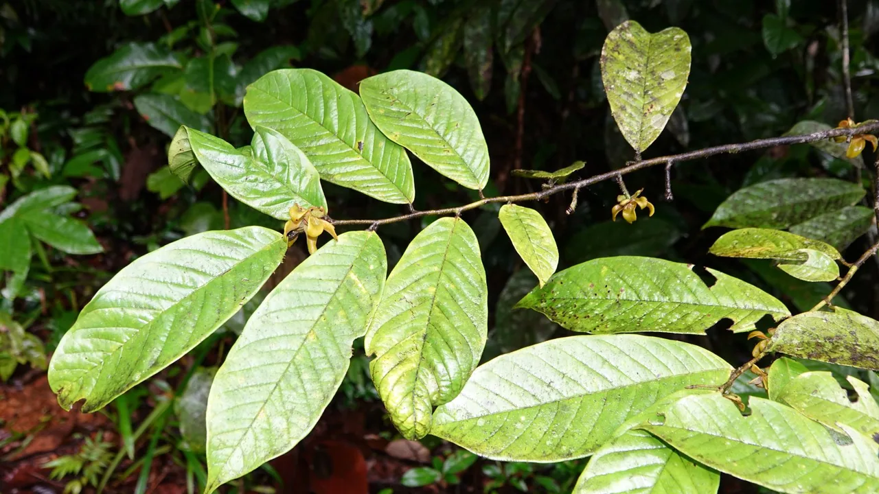 Rameau fleuri de Guatteria ouregou photographié dans la réserve naturelle Trésor en Guyane