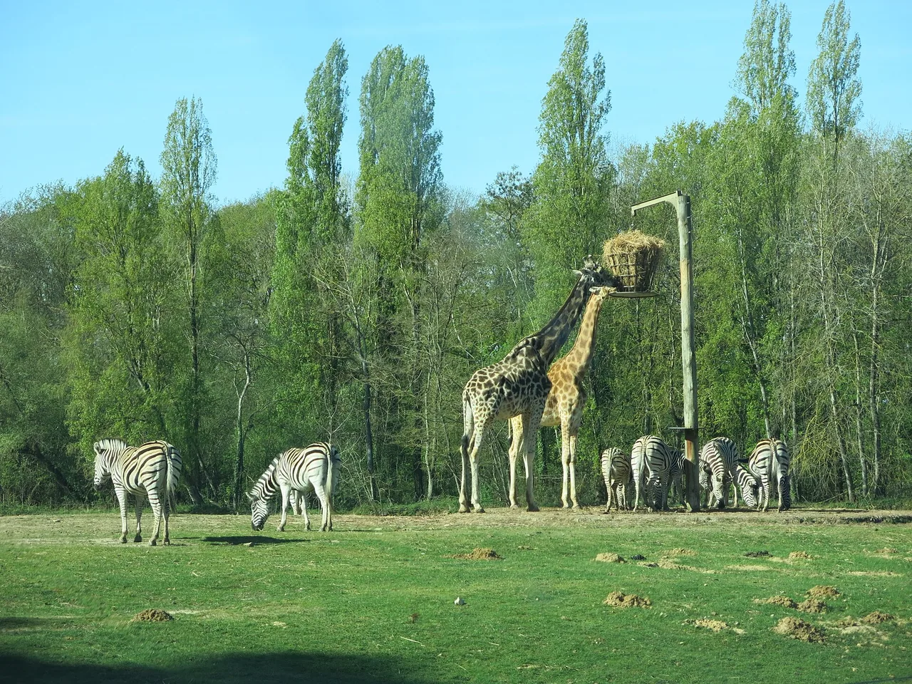 Girafes et zèbres sur le circuit safari en voiture de Thoiry, photographiés en avril 2022, hors festival.