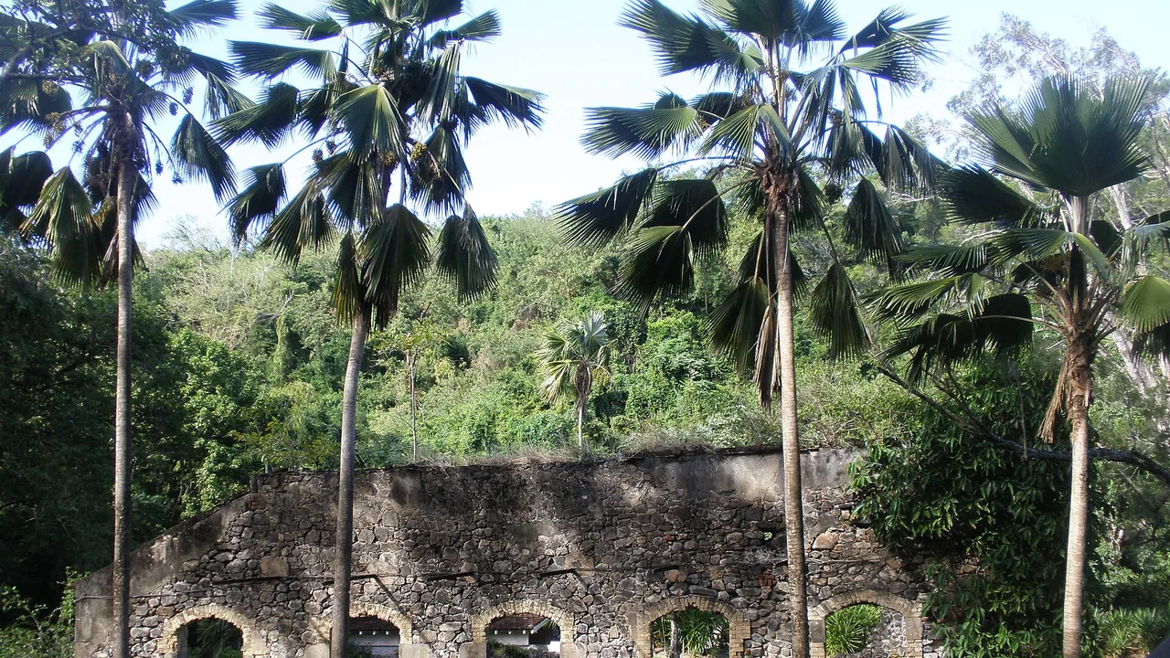 Vestiges de l'ancienne habitation sucrière Anse Latouche, entourés de palmiers et de végétation tropicale au Carbet