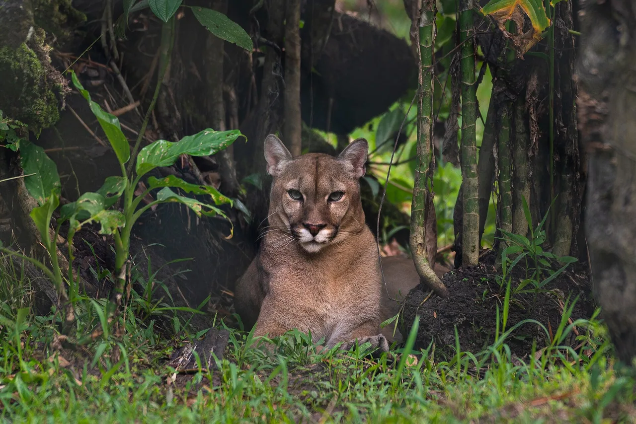 Puma photographié au zoo-refuge de Guyane, sans soigneur visible.