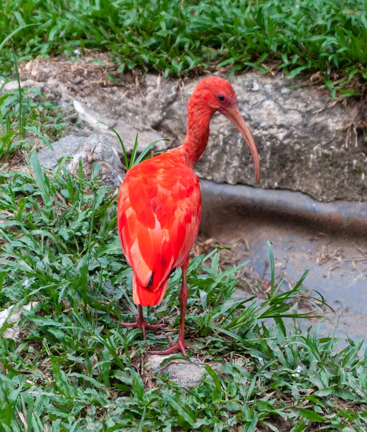 Ibis rouge photographié au zoo de Guyane, avec son plumage écarlate.