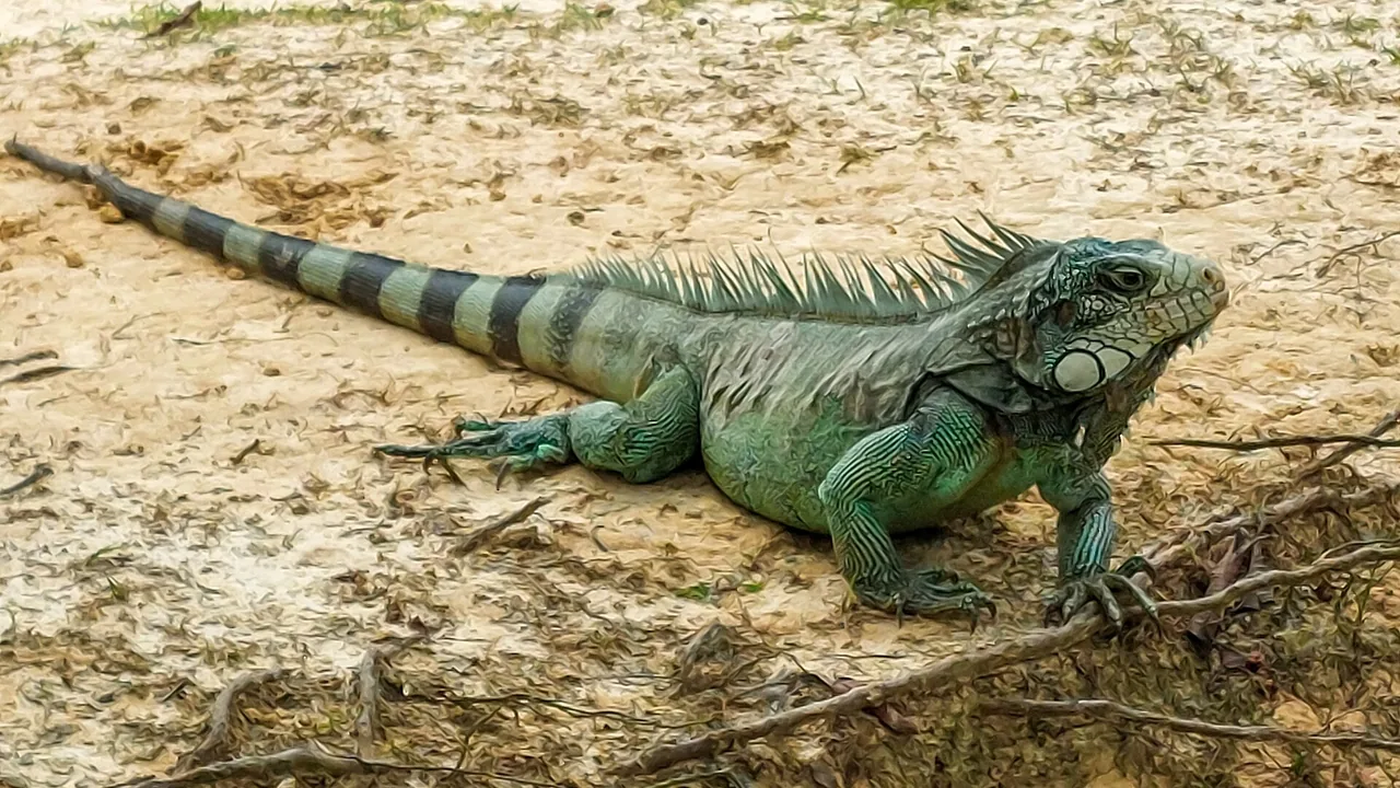 Iguane vert photographié au zoo de Guyane, à Macouria, en septembre 2022.